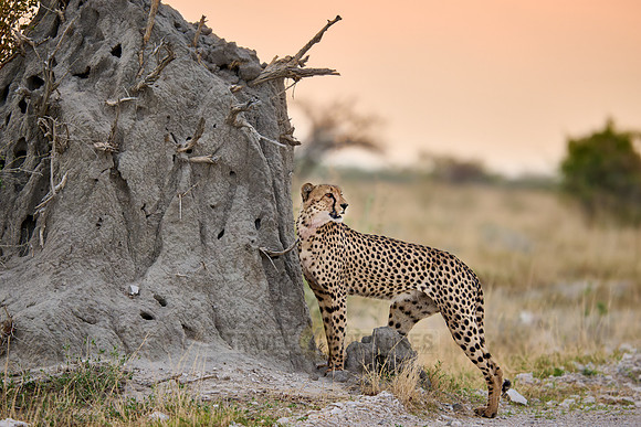 cheetah marking its territory