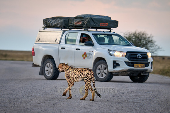 Cheetah crosses the street in front of a tourist car