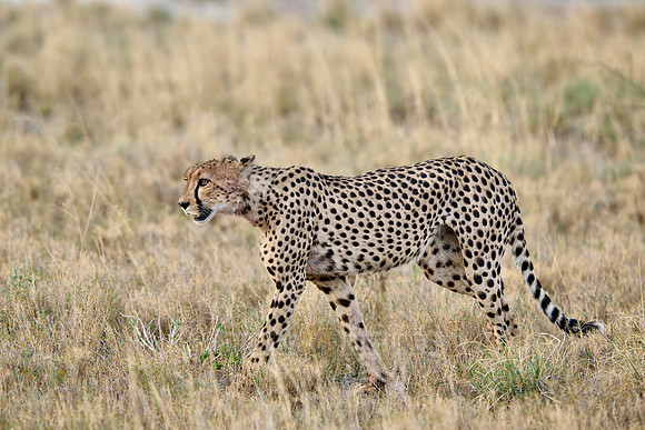 cheetah (Acinonyx jubatus)