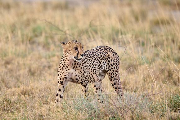 cheetah (Acinonyx jubatus)