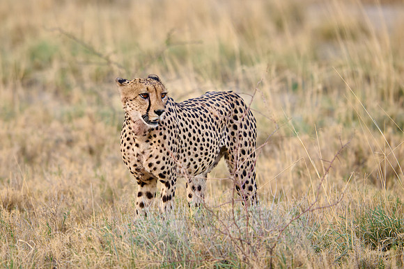cheetah (Acinonyx jubatus)
