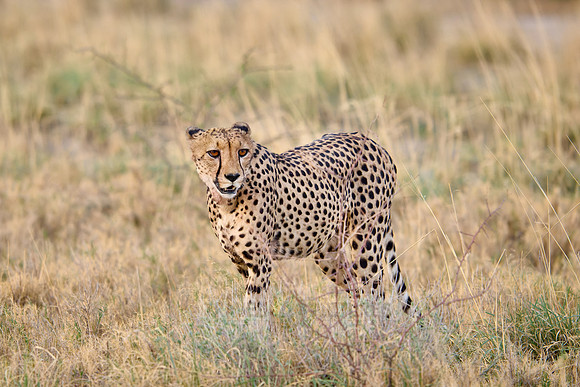 cheetah (Acinonyx jubatus)