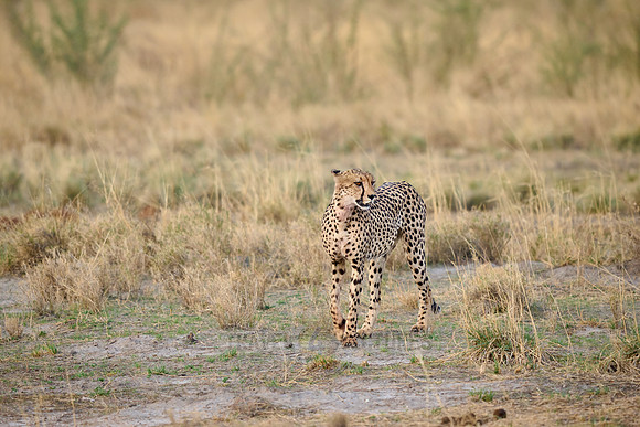 cheetah (Acinonyx jubatus)