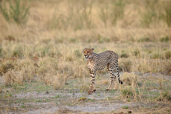 cheetah (Acinonyx jubatus)