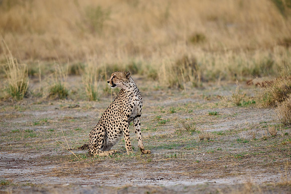 cheetah (Acinonyx jubatus)