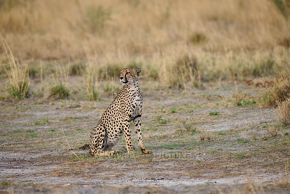 cheetah (Acinonyx jubatus)