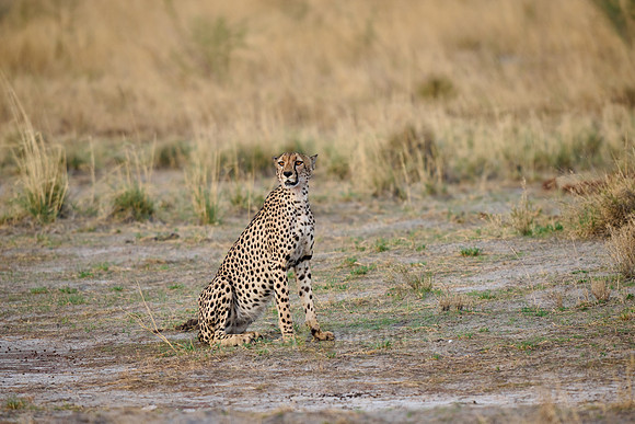 cheetah (Acinonyx jubatus)