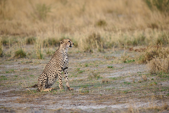 cheetah (Acinonyx jubatus)