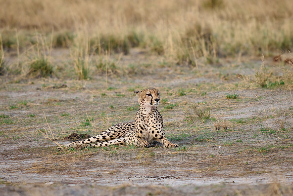 cheetah (Acinonyx jubatus)