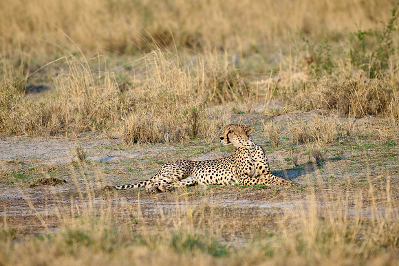 cheetah (Acinonyx jubatus)