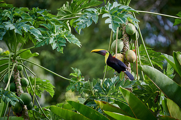 chestnut-mandibled toucan or Swainson's toucan steeling Papaya