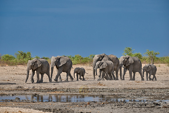 Large herd of African elephants at the waterhole