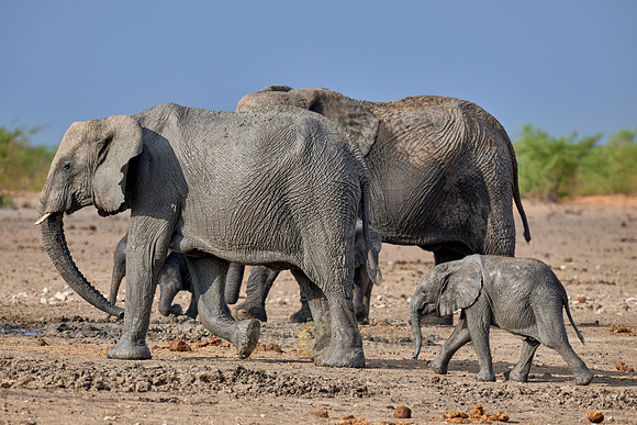 Large herd of African elephants at the waterhole