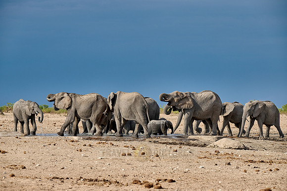 Large herd of African elephants at the waterhole