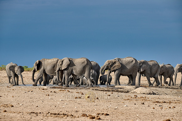 Large herd of African elephants at the waterhole