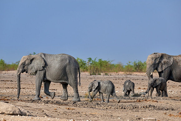 Large herd of African elephants at the waterhole