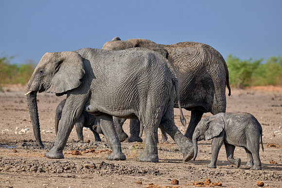 Large herd of African elephants at the waterhole