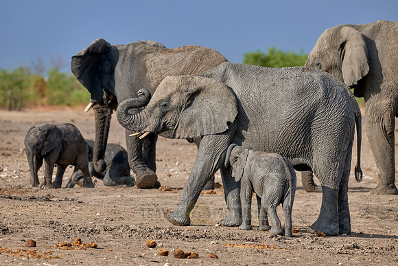 Large herd of African elephants at the waterhole