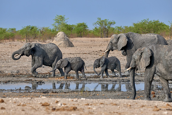 Large herd of African elephants at the waterhole