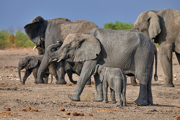 Large herd of African elephants at the waterhole