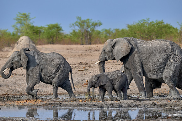 Large herd of African elephants at the waterhole