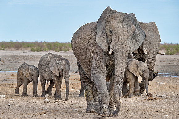 Large herd of African elephants at the waterhole