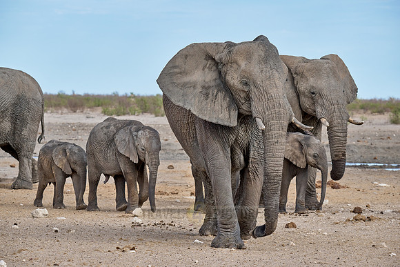 Large herd of African elephants at the waterhole