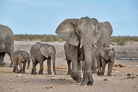 Large herd of African elephants at the waterhole