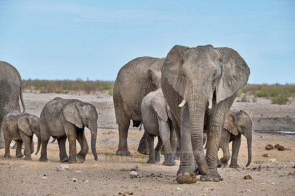 Large herd of African elephants at the waterhole
