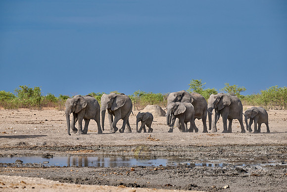 Large herd of African elephants at the waterhole