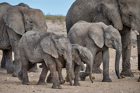 Large herd of African elephants at the waterhole