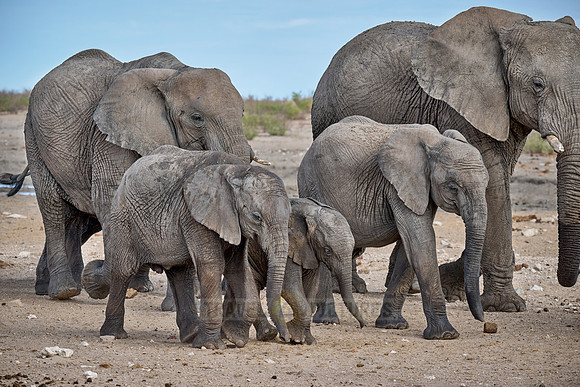 Large herd of African elephants at the waterhole