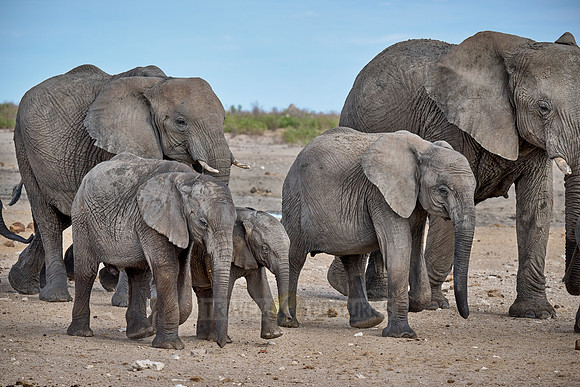 Large herd of African elephants at the waterhole