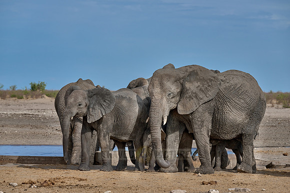 Large herd of African elephants at the waterhole