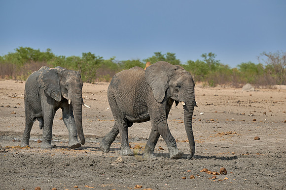 Large herd of African elephants at the waterhole