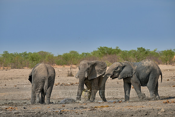 Large herd of African elephants at the waterhole