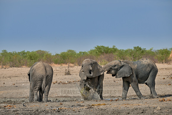 Large herd of African elephants at the waterhole