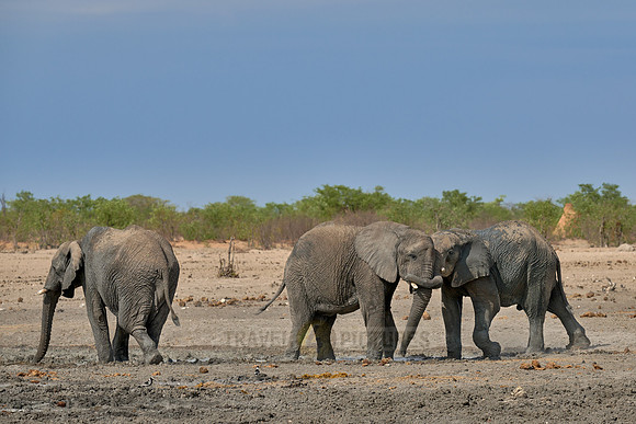 Large herd of African elephants at the waterhole