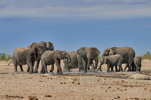 Large herd of African elephants at the waterhole
