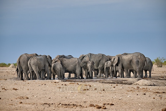 Large herd of African elephants at the waterhole