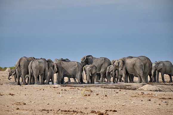 Large herd of African elephants at the waterhole