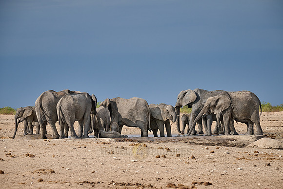 Large herd of African elephants at the waterhole