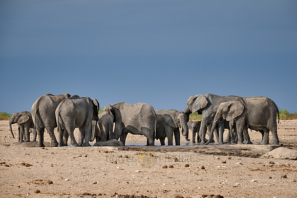 Large herd of African elephants at the waterhole