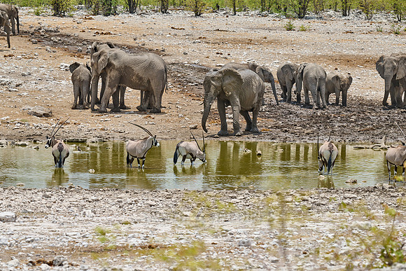 Large herd of African elephants and Gemsbock or Oryx  at the waterhole