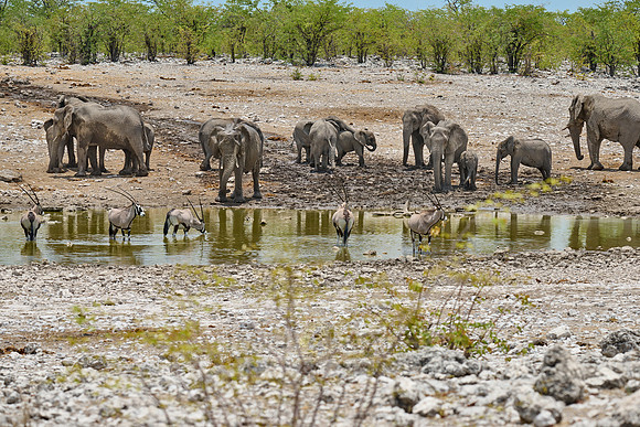 Large herd of African elephants and Gemsbock or Oryx  at the waterhole