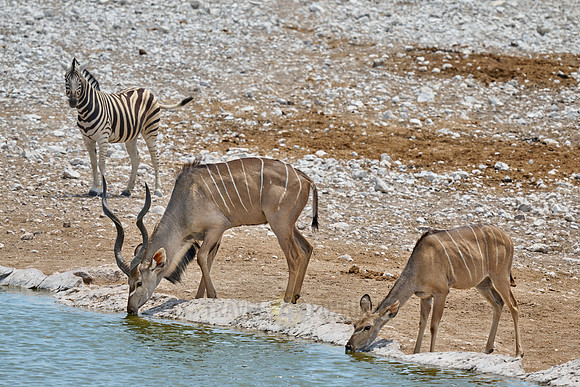 Kudu (Strepsiceros zambesiensis)
