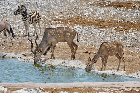 Kudu (Strepsiceros zambesiensis)