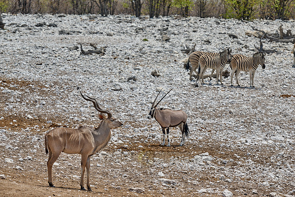 mixed animals of Kudu (Strepsiceros zambesiensis), plains zebra (Equus quagga) and Gemsbock (Oryx gazella)
