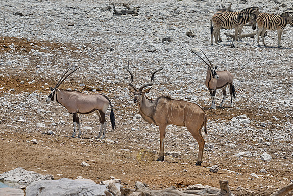 mixed animals of Kudu (Strepsiceros zambesiensis), plains zebra (Equus quagga) and Gemsbock (Oryx gazella)