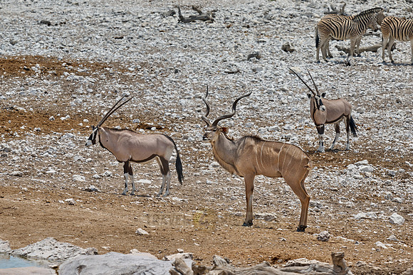 mixed animals of Kudu (Strepsiceros zambesiensis) and Gemsbock (Oryx gazella)